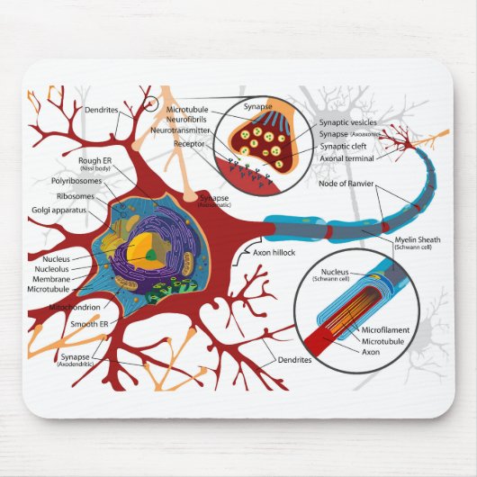 Tapis De Souris Diagramme Neurone Complet Cellule Nerf Système Ner (Devant)