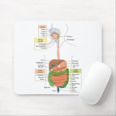 Tapis De Souris Diagramme Système digestif gastro-intestinal humai (Avec souris)