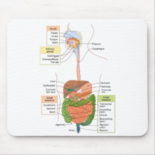 Tapis De Souris Diagramme Système digestif gastro-intestinal humai