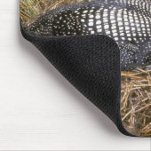 Tapis De Souris Dingue commun sur le nid (Coin)