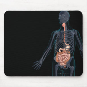 Tapis De Souris Disposition de l'appareil digestif humain