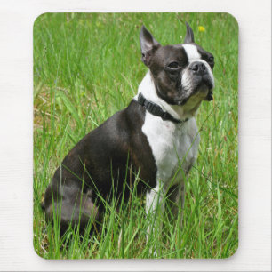 Tapis de souris d'ordinateur Chien chiot Boston Te