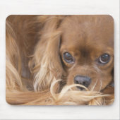 Tapis De Souris Douce Cavalier King Charles Spaniel Ruby (Devant)
