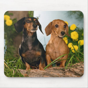 Tapis De Souris Doxin Puppy Dachshund, Amoureux de les chiens de W
