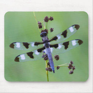Tapis De Souris Dragon fly on the grass, Canada