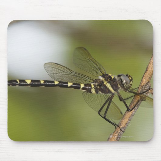 Tapis De Souris Dragonfly 5 (Devant)