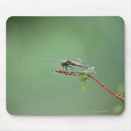Tapis De Souris Dragonfly 6 (Devant)