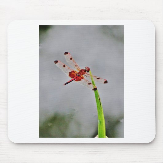 TAPIS DE SOURIS DSC00029.JPG (Devant)