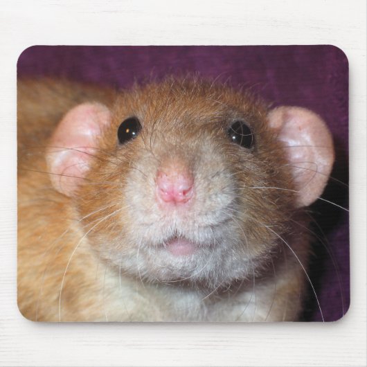 Tapis de souris Dumbo Rat (Devant)