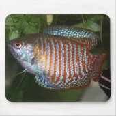 Tapis De Souris Dwarf Gourami - Colisa lalia (Devant)