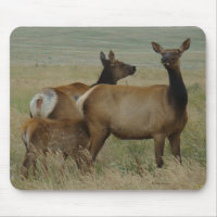 E61 Vache Wapiti et Jeune