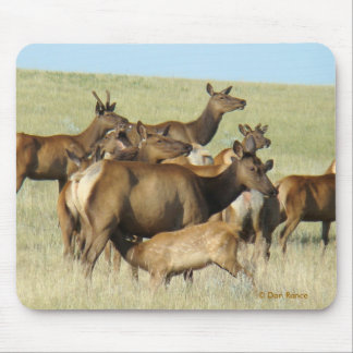 Tapis De Souris E7 Vache Wapiti Allaitant un Veau