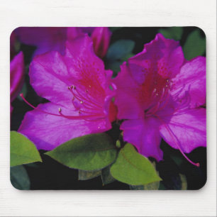 Tapis De Souris É.-U. Géorgie, Savannah. Azalée en fleurs.