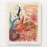Echinodermes australiens de la Grande Barrière de 