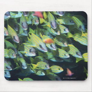 Tapis De Souris École des poissons 7