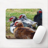 Tapis De Souris Écoles (Avec souris)