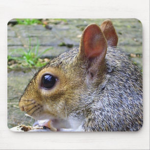 Tapis De Souris écureuil