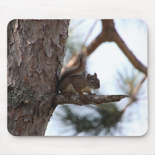Tapis De Souris Écureuil dans un pin (Devant)