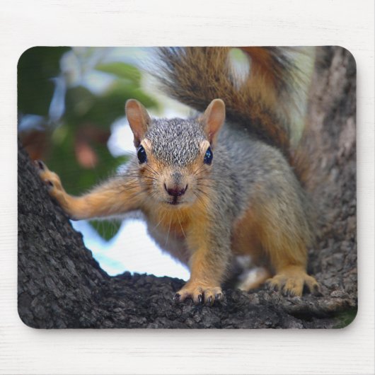 Tapis De Souris Écureuil de bébé dans l'arbre (Devant)