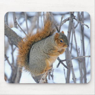 Tapis De Souris Écureuil d'hiver