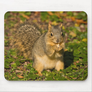 Tapis De Souris Écureuil gris, mangeant, cacahuète, Crystal Spring