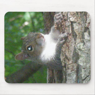 Tapis De Souris Écureuil gris (Sciurus carolinensis)