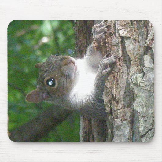 Tapis De Souris Écureuil gris (Sciurus carolinensis) (Devant)