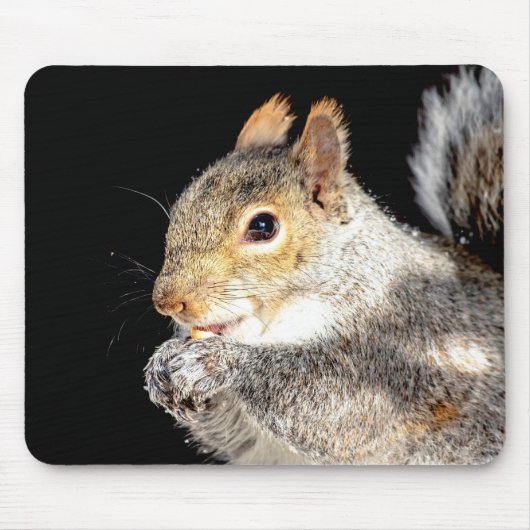 Tapis De Souris Écureuil mangeant une noix (Devant)