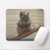 Tapis De Souris Écureuil mûr à la branche (Avec souris)