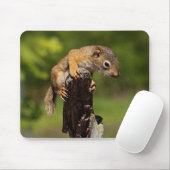 Tapis De Souris Écureuil roux bébé (Avec souris)