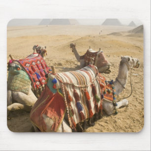 Tapis De Souris Égypte, Le Caire. Chameaux au repos