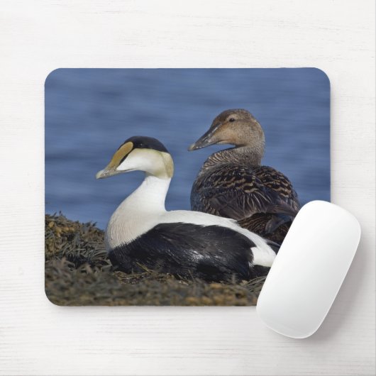 Tapis De Souris Eiders communs Mousepad (Avec souris)
