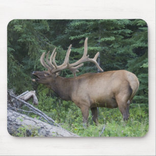 Tapis De Souris Élan bugling dans le parc national de Banff, Canad