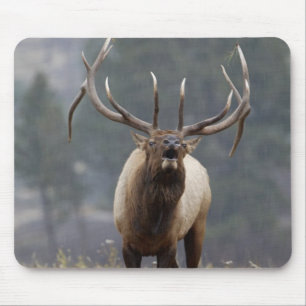 Tapis De Souris Élan bugling, parc national de Yellowstone, Wyomin