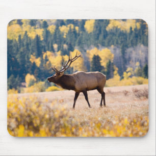 Tapis De Souris Élan dans le parc national de Rocky Mountain, Colo