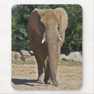 Tapis de souris Éléphant d'Afrique