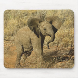 Tapis De Souris Éléphant d'Afrique bébé, Loxodonta Africana,