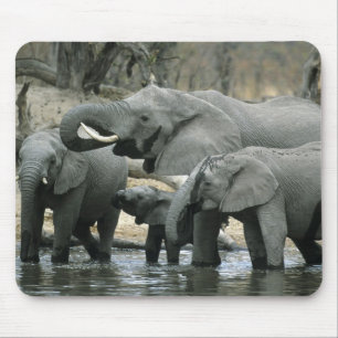 Tapis De Souris Éléphant d'Afrique, (Loxodonta africana), buvant
