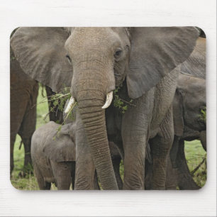 Tapis De Souris Éléphant d'Afrique Troupeau