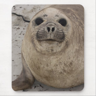 Tapis De Souris Éléphant de mer austral (Mirounga leonina)