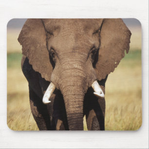 Tapis De Souris Éléphant de savane d'Afrique