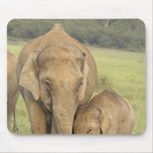Tapis De Souris Éléphant indien / asiatique et jeune, Corbett