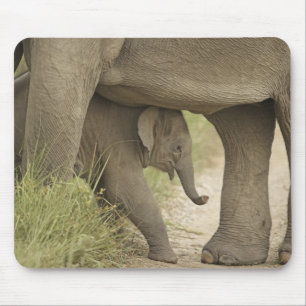 Tapis De Souris Éléphant indien / asiatique et jeune, Corbett