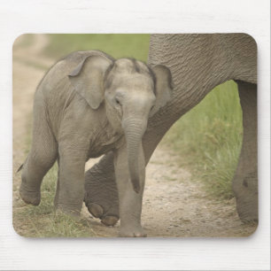 Tapis De Souris Éléphant indien / asiatique et jeune, Corbett 2