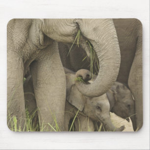 Tapis De Souris Éléphant indien / asiatique et jeune, Corbett 3