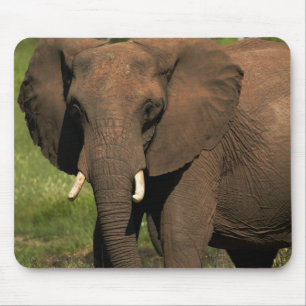 Tapis De Souris Éléphant (Loxodonta Africana), Parc national Hwang