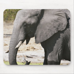 Tapis De Souris Elephant (Loxodonta africana), Savute Channel