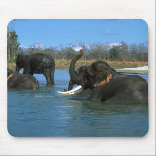 Tapis De Souris Éléphants d'Asie se couchant, se baignant