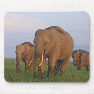 Tapis De Souris Éléphants indiens dans la prairie