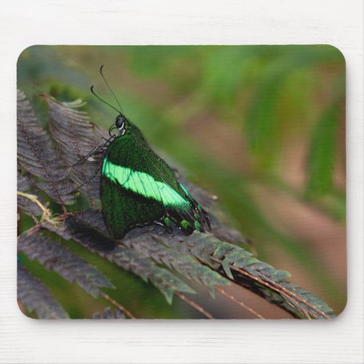 Tapis De Souris Emerald Swallowtail (Devant)